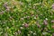 Close-up view of a green meadow with assorted plants