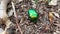 Close-up view of green metallic beetle crawling on the ground