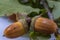 Close up view of green oak twig with brown acorns isolated.