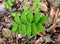 Close up view of the green parallel leaves of a smooth Solomon`s seal plant.