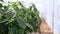 Close up view of green pepper cultivation in greenhouse.