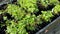 Close up view of green strawberries bushes in plastic pots