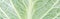 Close up view of green textured cabbage leaf, panoramic shot.