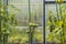 Close up view of green tomatoes and paprika in greenhouse misted polycarbonate wall background.