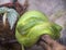 A close-up view of a green tree python slithering on a tree