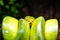 A close-up view of a green tree python slithering on a tree sleeping eyes dof sharp focus space for text macro reptile jungle