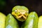 A close-up view of a green tree python slithering on a tree sleeping eyes dof sharp focus space for text macro reptile jungle