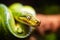 A close-up view of a green tree python slithering on a tree sleeping eyes dof sharp focus space for text macro reptile jungle