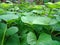 Close-up view of green yam or sweet potato trees with parallel arranged patterns