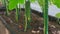 Close up view of greenhouse  cucumbers with automatic watering system.  Healthy eating concept.