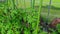 Close-up view of greenhouse equipped with automatic watering with flowering tomato seedlings.