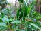 close up view of gren chillies on a plant