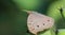 Close up view of a grey pansy butterfly or junonia atlites