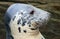 Close-up view of a Grey seal (Halichoerus grypus)