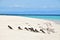 Close up view of group of Brown Booby & Crested Tern birds at Michaelmas Cay with beautiful fine white sand & turquoise blue water