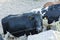 Close up view of group of cute cows isolated.