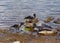 Close-up view of the group of hooded crows Corvus cornix, also called hoodie or grey crow near the water on the riverside