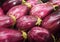 Close-up view group of many eggplants. Colorful eggplants.