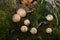 Close up view of a group of mushrooms