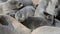 Close up view of a group of small sleeping fur seals