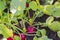 Close up view of growing radishes on bed in garden.