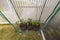 Close up view growing tomatoes and cucumbers air-pots  in greenhouse.