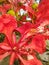 Close-up view of Gulmohar flowers with green buds.