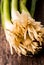 A close up view the hairy root ends of scallions otherwise known as green onions.