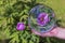 Close up view of hand holding crystal ball with inverted image of blooming pink peony.