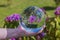 Close up view of hand holding crystal ball with inverted image of blooming purple rhododendron.