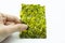 Close-up view of the hand holding a piece of roasted seaweed sheet isolated on white background