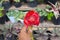 Close-up view of Hand holding Red ginger flower or torch ginger with blurred background.