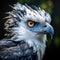 Close-up view of a Harpy Eagle