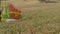 A close-up view of a harvester cutting wheat in a field.