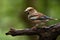 Close-up view of a Hawfinch perching on the wooden branch before the green background