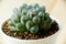 Close-up view of Haworthia cactus in ceramic pot