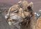 Close-up view of the head of a Camel scientific name camelus dromedarius
