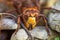 Close-up view of head of European hornet Vespa crabro close-up