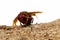 Close-up view of head of hornet Vespa crabro velutina macro incest