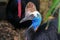 Close up view of the head of a Southern Cassowary or Casuarius casuarius in Australia