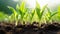 Close up view of healthy and young corn seedlings