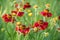 Close-up view of helenium flowers