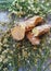 Close-up view of herbal dry steam and neem flowers in background