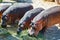 Close-up view of hippopotamus or hippopotami group feeding, grazing at a zoo