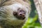 A close up view of a Hoffmann two toed sloth hanging down from a branch in Monteverde, Costa Rica