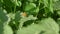 Close up view of honeybee busy in flower in spring field green urtica nettle