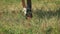 Close-up view on the hooves of horse\'s legs at a field. Power