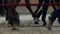 Close-up view on the hooves of horses running through a dusty field.