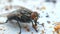 Close-up view housefly Eating Honey Macro.