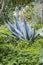 Close up view on huge Aloe Vera plant in the garden. Summer sunny day